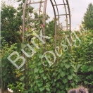 Rosenbogen, deutsche form aus Eisen, verzinkt und lackiert