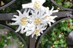 Edelweiss-als-Kreuzmitte-